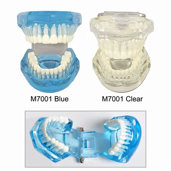 Стоматологическая модель 1:1 Зубная обучающая смола Модель Стандартная модель зубов взрослых для стоматологии Изучение чистки зубов зубной нитью Демонстрация